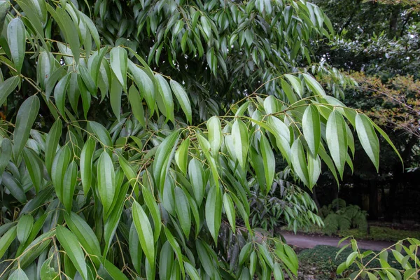 Cinnamon Tree Branch Glossy Leaves Cinnamomum Verum Plant — Stock Photo, Image