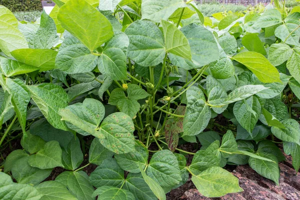 Adzuki Bean Yellow Flowers Vigna Angularis Plant — Stock fotografie