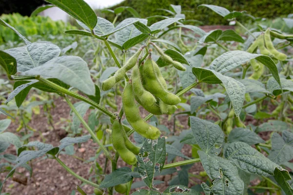 Glycine Max Plants Beans Soybean Soya Bean Plantation — kuvapankkivalokuva