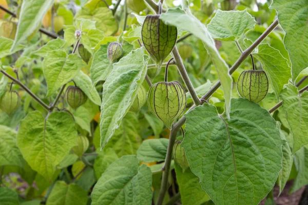 Goldenberry Cape Gooseberry Plants Hairy Leaves Immature Fruits Green Calyx — Stock Photo, Image