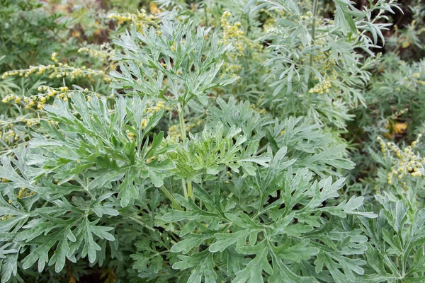 Artemisia Absinthium Gran Ajenjo Absenta Sageworth Planta Con Flores Absenta — Foto de Stock