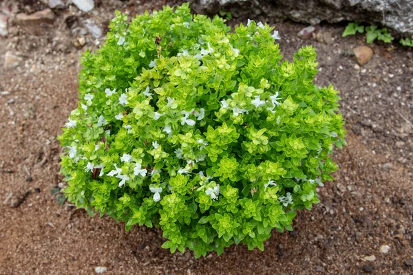 Basil Globe Shaped Subshrub Bright Green Leaves White Flowers Ocimum — Foto Stock