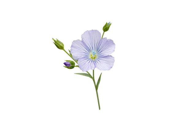 Flor Azul Lino Brotes Rama Aislada Blanco Linum Usitatissimum Planta — Foto de Stock
