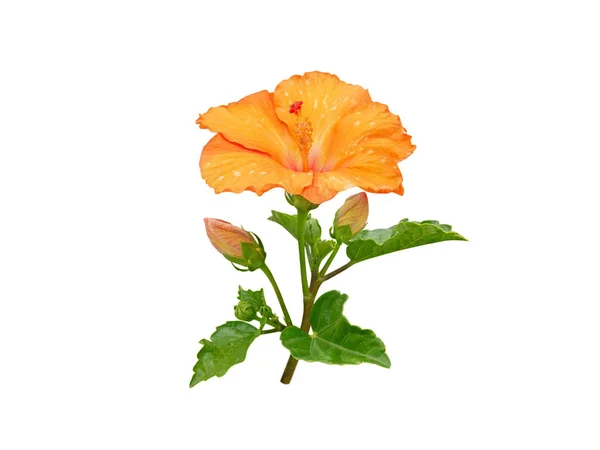 Hibiscus Yellow Tropical Flower Buds Branch Isolated White China Rose — Stok Foto