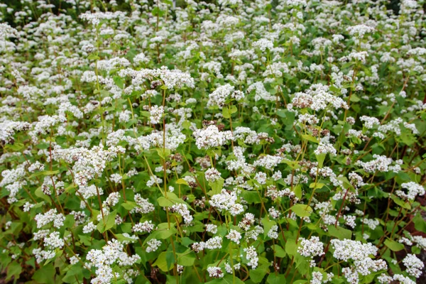 白色の花を持つファゴピラム エスクエントゥム属の植物 開花時のそば植え — ストック写真