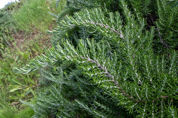 サルビア ロスマリヌス芳香植物 芳香のある常緑の葉を持つローズマリーの枝 — ストック写真