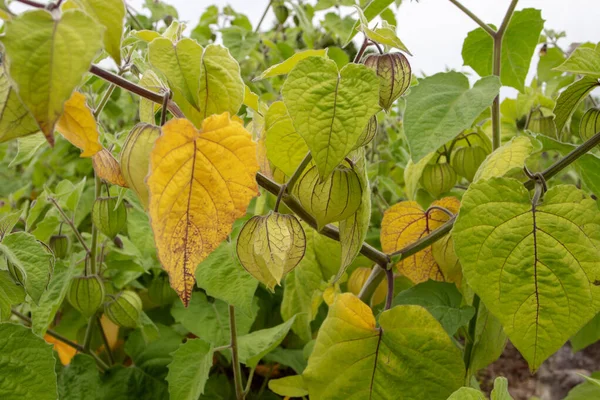 Cape Gooseberry Goldenberry Physalis Peruviana Plants Hairy Leaves Immature Fruits — Stock Photo, Image