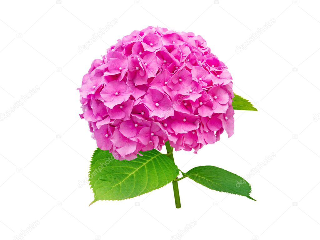 Hortensia branch with bright pink bloom. Hydrangea macrophylla flower isolated on white