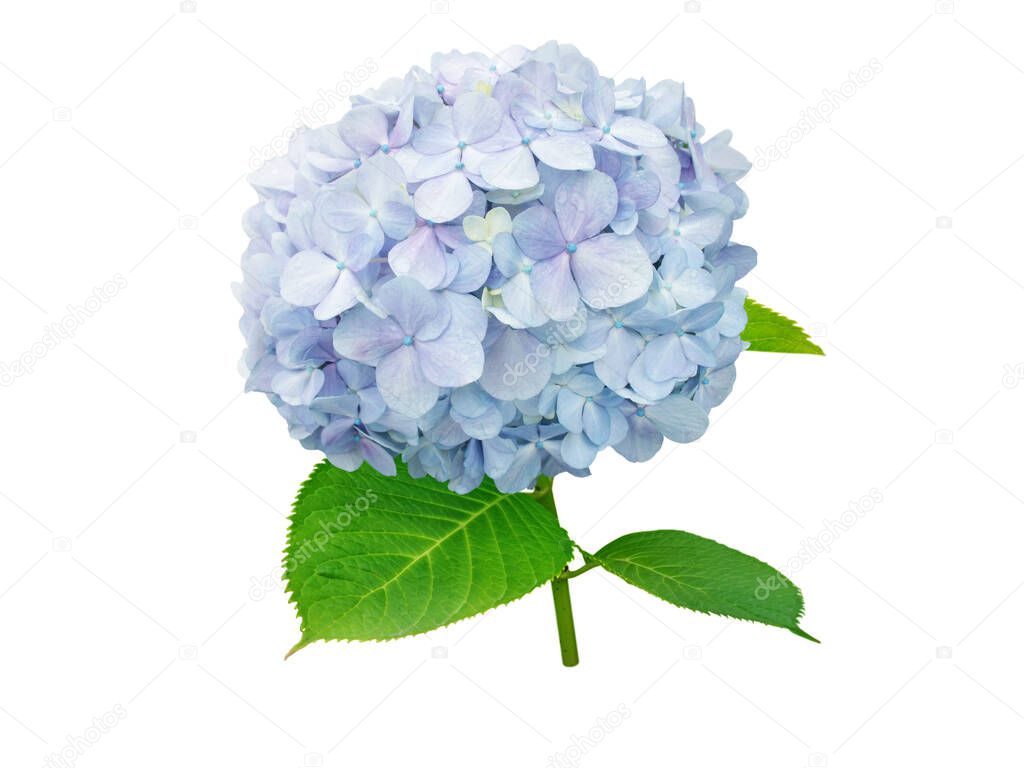 Hydrangea macrophylla flower isolated on white. Hortensia branch with light blue bloom.