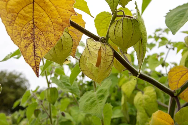 Goldenberry Cape Gooseberry Plants Hairy Leaves Ripe Fruits Yellow Calyx — Stock Photo, Image