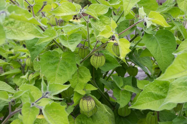 Goldenberry Cape Gooseberry Plants Hairy Leaves Yellow Flowers Immature Fruits — Stock Photo, Image