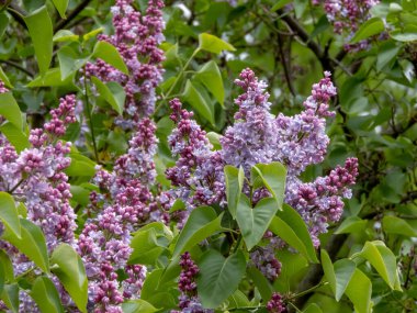 Yuvarlak leylak tomurcuklarından açan yarı çifte ve çifte açık mavimsi leylak çiçekli şırınga dalları..