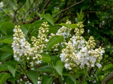 İlkbahar bahçesinde yeşil yapraklarla çevrili, beyaz, duble ve yarı çift çiçekli şırınga dalları..