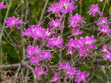 Rhododendron canadense, ayrıca rhodora ya da Canada Rosebay olarak da bilinir, parlak mor çiçeklerle. Kuzey Amerika 'ya özgü süs çiçeği çalısı..