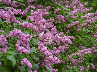 Şırınga prestoniae, Preston leylağı olarak da bilinir, yumuşak pembe çiçekleri vardır. Narin çiçekler ve yemyeşil yapraklar ilkbaharın huzurlu güzelliğini yakalar. Doğa geçmişi, botanik içeriği, bahçe temaları için ideal.
