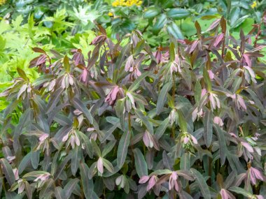 Renkli mor-yeşil yapraklı Euphorbia dulcis Chameleon. Canlı yaprakları ve eşsiz görünüşüyle değerli dekoratif bir bahçe bitkisi..