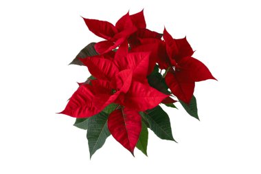 Beyaz üzerinde yeşil yapraklar bulunan kırmızı noktalı çiçek buketi. Noel, Noel dekorasyonu ve mevsimlik tasarım projeleri için mükemmel..