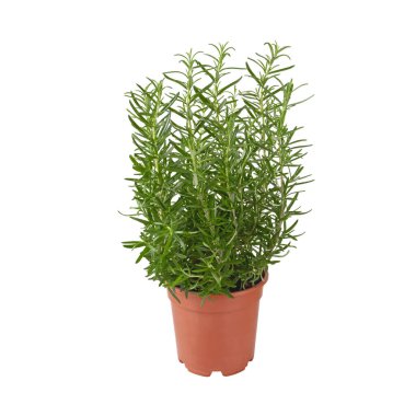 Beyaza izole edilmiş biberiye bitkisi. Yoğun yeşil yapraklı otlar, yemek, bahçe ve tasarım projeleri için mükemmel.