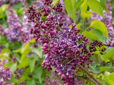 Menekşe-mor leylak tam çiçeklenme içinde paniğe kapılır, bereketli bahar çiçekleri sergilenir zengin renk ve narin koku ile