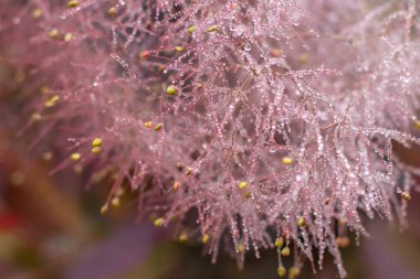 Cotinus coggygria ya da duştan sonra ince yağmur damlacıklarıyla kaplanmış duman ağacı infloresanı. Yumuşak doğal ışık ve narin botanik doku.
