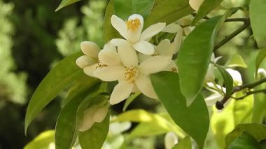 Kokulu beyaz portakal ağacı çiçekleri ve tomurcukları, Sevilla 'da yemyeşil bir bahçede bahar esintisinde yavaşça hareket ederek Akdeniz atmosferini, tazeliğini ve mevsimsel çiçekleri yakalar..