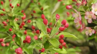Süslü bir elma ağacının kırmızı tomurcukları bahar melteminde hafifçe titriyor, taze yeşil yapraklarla çevrili, hareket yakalama, yenilenme ve canlı mevsimsel büyüme.