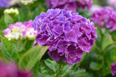 Ortanca makrofilla kümeleri, zengin mor taç yaprakları ve canlı mavi merkezleri var. Göz alıcı, renkli yaz çiçekleri yumuşak doğal ışıkla yakalanır..