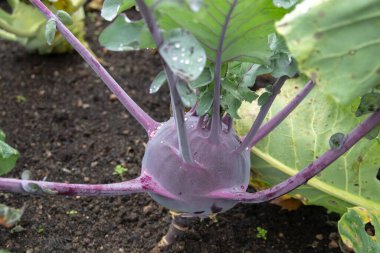 Organik mutfak bahçesinde yetişen mor kohlrabi bitkisi. Taze yeşil yapraklı iki yıllık lahana sebzesi, bahçıvanlık için ideal ev yapımı gıdalar, sürdürülebilir tarım ve sebze yetiştirme kavramları..