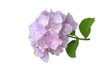 Dişli yaprakları ve beyaza izole edilmiş yeşil yaprakları olan narin soluk pembe ortanca macrophylla infloresans. Tasarım, dekor ve çiçek kavramları için ideal şık bir botanik çiçeği..