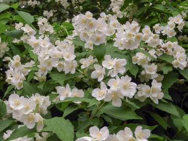 Beyaz çiçeklerin uzun yarışlarda sıralandığı bir dehlizlenme (sahte turuncu). Bahar gösterimi ve manzara kullanımı için ödüllendirilmiş popüler süs bahçesi çiti.