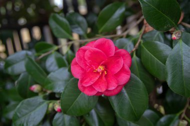 Camellia japonica 'nın parlak pembe çiçekleri, sıradan kamelya ya ya da Japon kamelyası olarak da bilinir, koyu yeşil yapraklara karşı altın sarısı pullar serpiştirilmiş,.