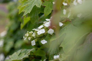 Meşe yaprağı ya da meşe yapraklı ortanca olarak da bilinen beyaz ortanca çiçeklerine yakın plan, zarif panikleme çiçekleri ve yumuşak bulanık ön plan.