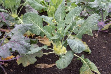 Organik bir mutfak bahçesinde yetişen beyaz ve mor kohlrabi bitkileri. Bahçe yatağında taze yeşil yapraklı iki yıllık lahana sebzesi. Bahçe işleri, ev yapımı yiyecekler, sürdürülebilir tarım ve sebze yetiştirme kavramları için ideal..