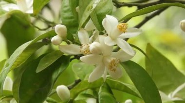 Bir bahar bahçesinde rüzgarda sallanan beyaz portakal çiçeklerinin yakın çekimi. Narin narin turunçgiller doğal hareketlerle, yumuşak ışıklarla ve sakin, taze mevsimsel atmosferle açarlar..