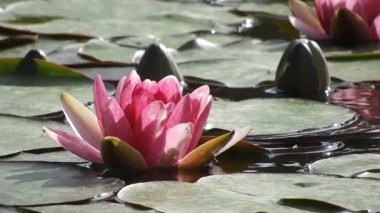 Soluk pembe bir nilüfer çiçeği ve yüzen yeşil nilüfer yaprağı ve tomurcukları dekoratif bir göletin yüzeyinde yavaşça hareket ederken görüntüsü. Yumuşak dalgalar ve doğal yansımalar barışçıl, meditasyon yapan bir atmosfer yaratır..