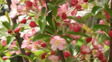 Narin pembe yaban elması çiçekleri ılık bir bahar esintisinde yavaşça sallanarak romantik mevsimsel bir atmosfer yaratır ve yenilenme, çiçek ve doğal güzelliği kutlar..