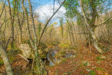 Nehir ve ormanlı güzel sonbahar manzarası