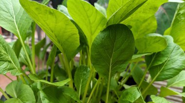 Geniş, taze yeşil yaprakları olan hidroponik yeşil hardal veya kaad bitkilerini kapatın.