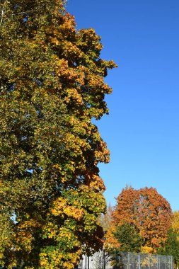 Parlak Sonbahar Günışığını Çerçeveleyen Yeşil ve Altın Ağaçlar