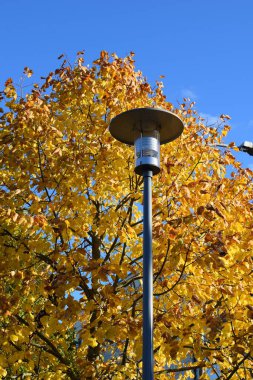 Sarı sonbahar yapraklarından oluşan arka plandaki sokak lambası mavi gökyüzüne karşı.
