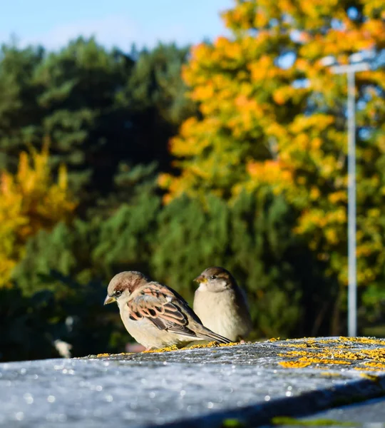 İki Ev Serçesi Sonbahar Arkaplanlı Taş Sınır 'a tünemiş