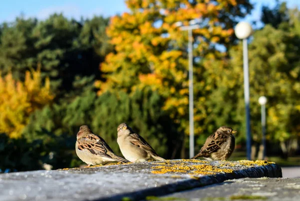 Üç Küçük Serçe Sonbaharda Şehir Parkı Çıkıntısında Dinleniyor