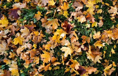 Altın ve Turuncu Sonbahar Akçaağaç Yaprakları Yeşil Çimende Kalın Katmanı