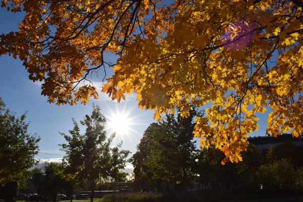 Parlak Güneş patlaması Altın Sonbahar Akçaağaç Yaprakları 'nda parlıyor