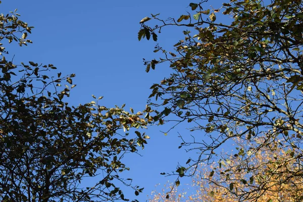 Sonbaharda Mavi Gökyüzüne Karşı Çıplak Dallar Silueti