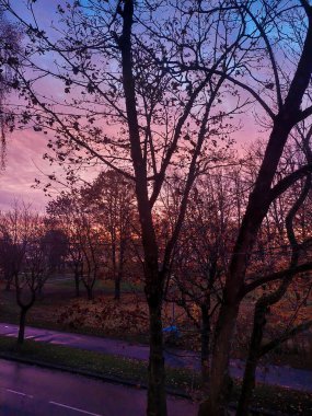 Siluetli Sonbahar Pembesi ve Mor Günbatımı Gökyüzü