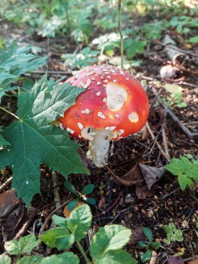 Orman Çimenlerinde Amanita Muscaria