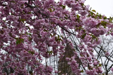 Ağlayan dallarda yemyeşil kiraz çiçekleri