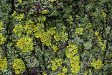 Karanlık Ağaç Kabuğunda Canlı Sarı ve Yeşil Lichen dokusu