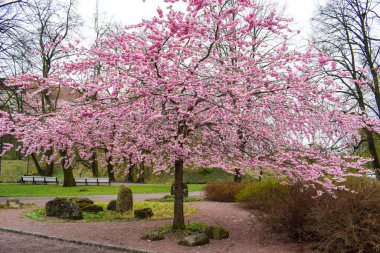 Bahar zamanı parkta kiraz çiçeği açar.